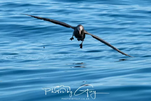 March 2025 - Kaikōura New zealand -northern petrel