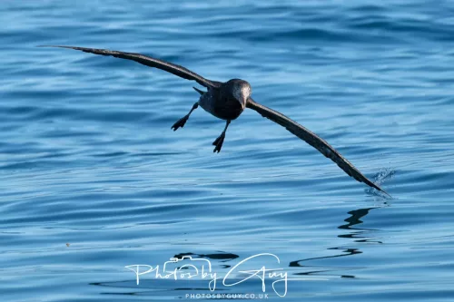 March 2025 - Kaikōura New zealand -northern petrel