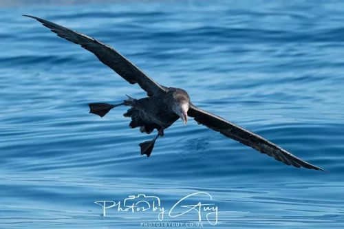 March 2025 - Kaikōura New zealand -northern petrel