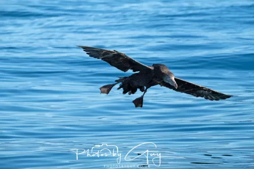 March 2025 - Kaikōura New zealand -northern petrel