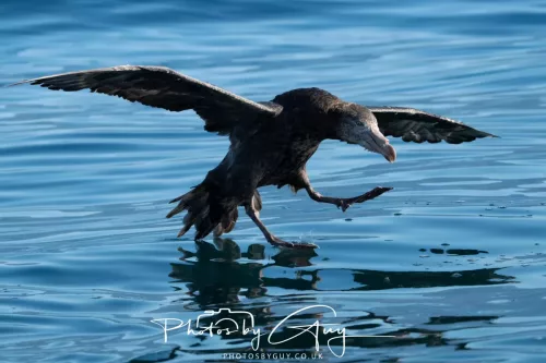 March 2025 - Kaikōura New zealand -northern petrel