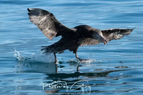 March 2025 - Kaikōura New zealand -northern petrel