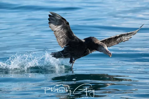 March 2025 - Kaikōura New zealand -northern petrel