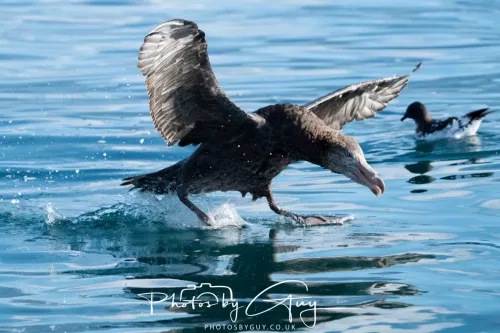 March 2025 - Kaikōura New zealand -northern petrel