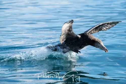 March 2025 - Kaikōura New zealand -northern petrel