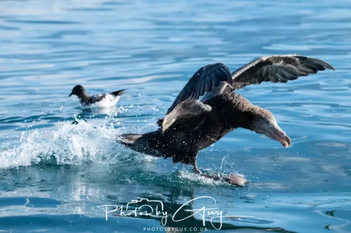 MNZ_558727 March 2025 - Kaikōura New zealand -northern petrel