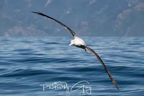 27 March 2025 - Kaikōura New zealand -white capped albatross