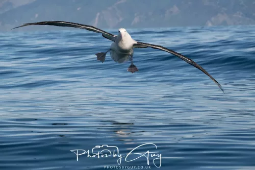 27 March 2025 - Kaikōura New zealand -white capped albatross