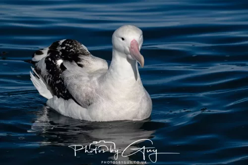 27 March 2025 - Kaikōura New zealand -gibsons petrel