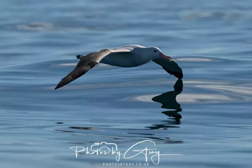 27 March 2025 - Kaikōura New zealand -southern albatross