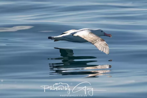 27 March 2025 - Kaikōura New zealand - wandering albatross