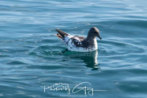 27 March 2025 - Kaikōura New zealand - cape petrel