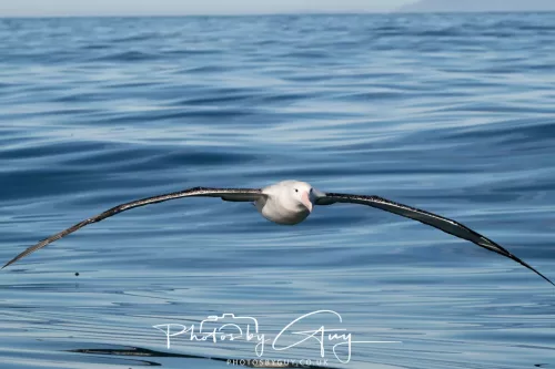 27 March 2025 - Kaikōura New zealand - White Capped albatross