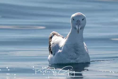 27 March 2025 - Kaikōura New zealand -Gibsons albatross