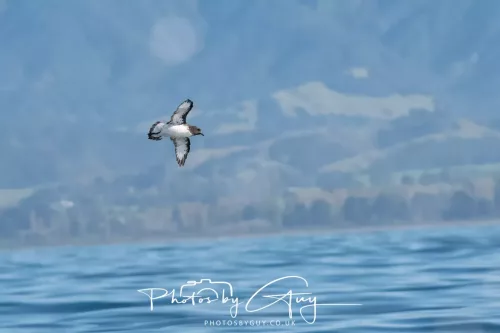 27 March 2025 - Kaikōura New zealand - cape petrel