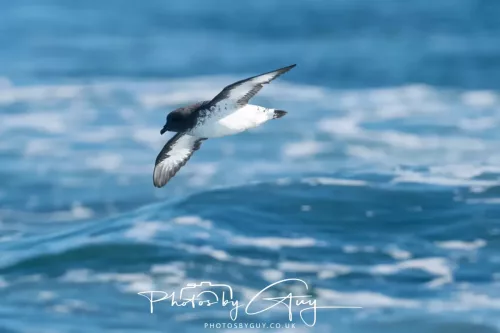 27 March 2025 - Kaikōura New zealand - cape petrel