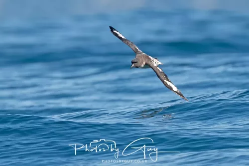 27 March 2025 - Kaikōura New zealand - cape petrel