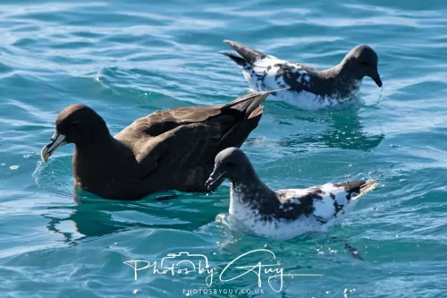 27 March 2025 - Kaikōura New zealand - Westland and cape petrel