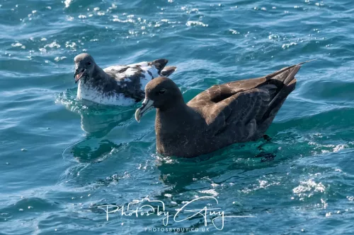 27 March 2025 - Kaikōura New zealand - Westland Petrel