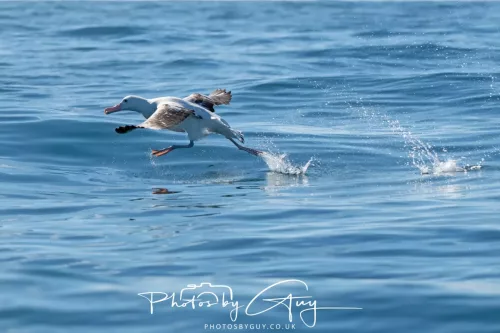 27 March 2025 - Kaikōura New zealand - Calvin's Albatross