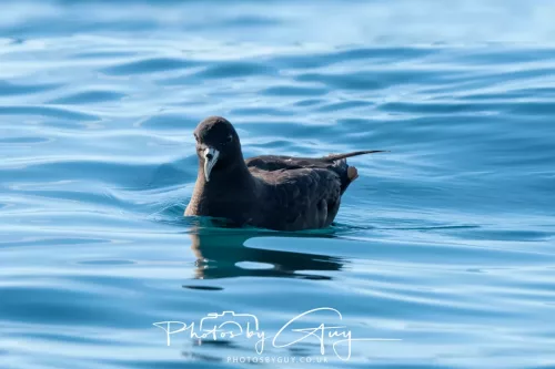 March 2025 - Kaikōura New zealand -westland petrel