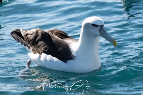 March 2025 - Kaikōura New zealand White Capped Albatross