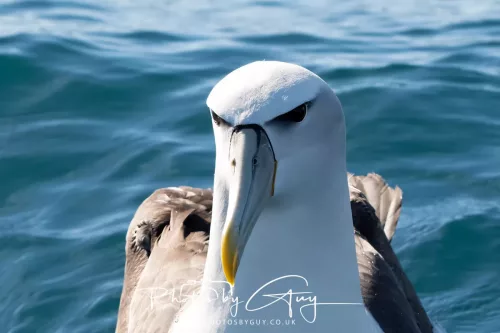 March 2025 - Kaikōura New zealand White Capped Albatross