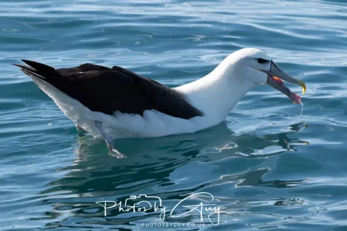 March 2025 - Kaikōura New zealand White Capped Albatross