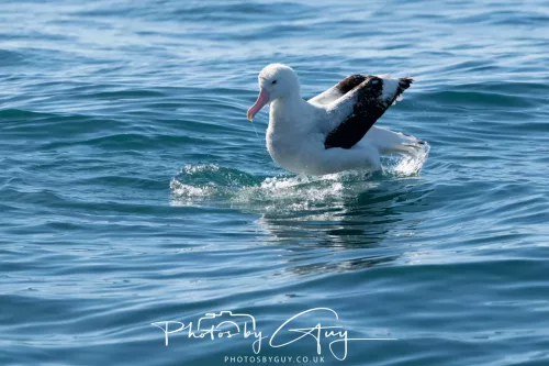 March 2025 - Kaikōura New zealand White Capped Albatross