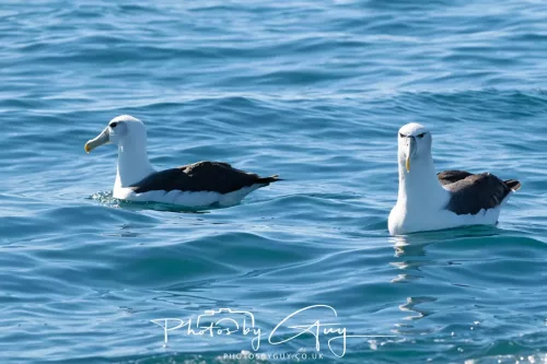March 2025 - Kaikōura New zealand -white capped albatross