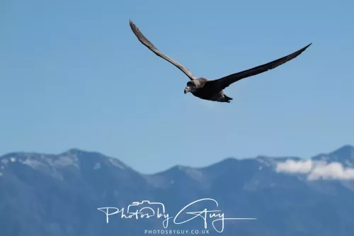 March 2025 - Kaikōura New zealand -Northern Giant Petrel