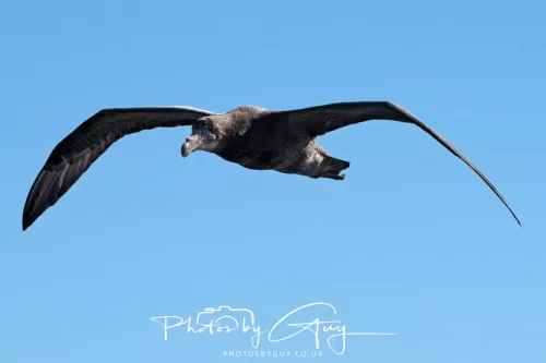 March 2025 - Kaikōura New zealand -Northern Giant Petrel