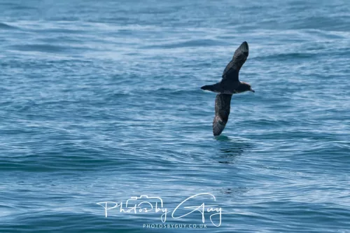 March 2025 - Kaikōura New zealand -white chinned Petrel