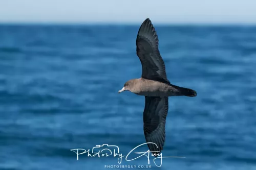 March 2025 - Kaikōura New zealand -white chinned Petrel