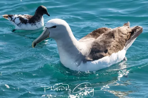 March 2025 - Kaikōura New zealand -white capped albatross & cape petrel