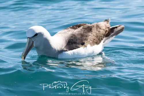 March 2025 - Kaikōura New zealand -white capped albatross