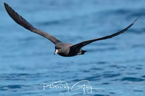 March 2025 - Kaikōura New zealand -white chinned Petrel