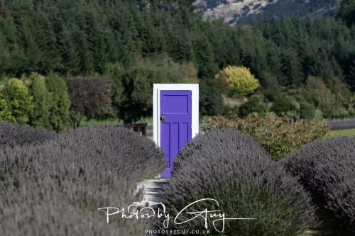 March 2025, New Zealand South Island - Wanaka - Lavender farm