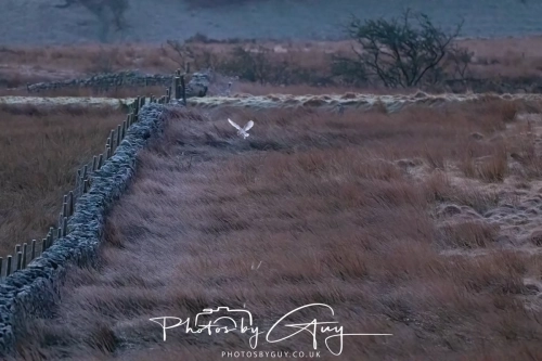 27 Feb 2025: Barn Owl : Near Frizington, West Cumbria 