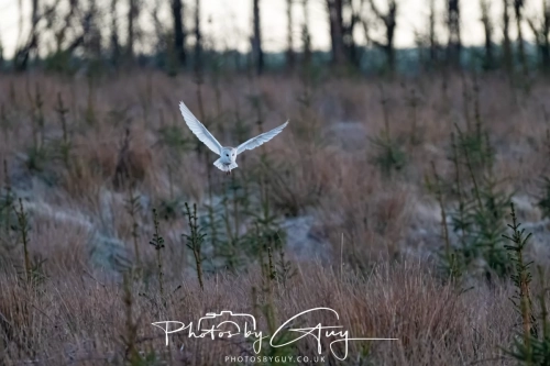 27 Feb 2025: Barn Owl : Near Frizington, West Cumbria 