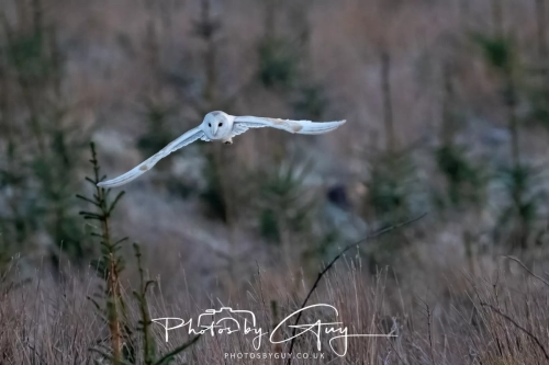27 Feb 2025: Barn Owl : Near Frizington, West Cumbria 