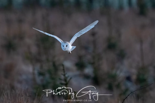 27 Feb 2025: Barn Owl : Near Frizington, West Cumbria 