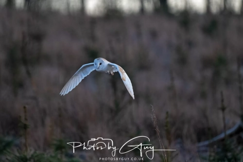 27 Feb 2025: Barn Owl : Near Frizington, West Cumbria 
