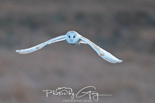 27 Feb 2025: Barn Owl : Near Frizington, West Cumbria 