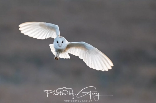 27 Feb 2025: Barn Owl : Near Frizington, West Cumbria 