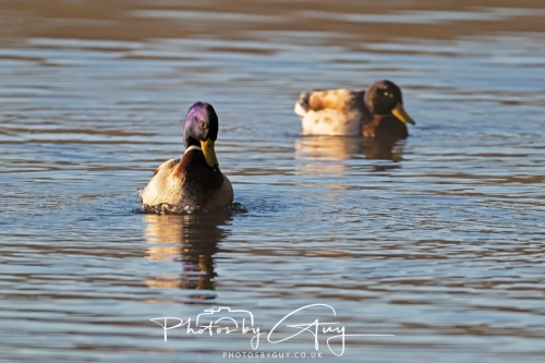27 Feb 2025: Mallard : Near Frizington, West Cumbria 