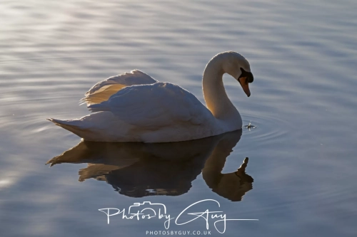 27 Feb 2025: Mute Swan : Near Frizington, West Cumbria 