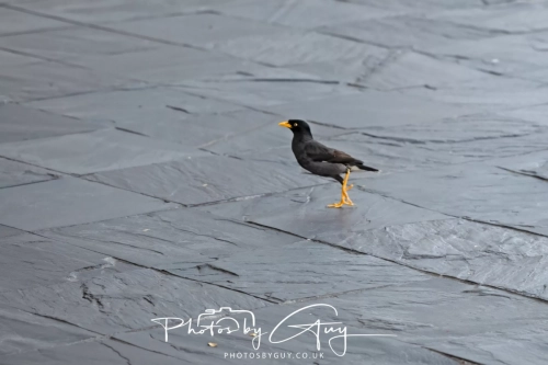 2,4 March & 1,2 April 2025 : Singapore - miner bird in the city