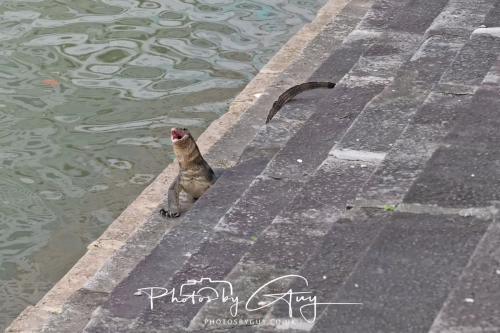 2,4 March & 1,2 April 2025 : Singapore - Monitor Lizard in the city