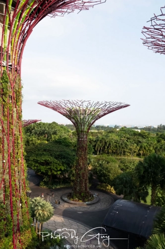 2,4 March & 1,2 April 2025 : Singapore - Super trees at Gardens by the Bay